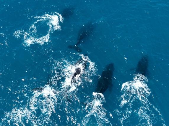 Al largo del Brasile la «bonanza» delle megattere: è qui la metà degli esemplari di tutto il mondo