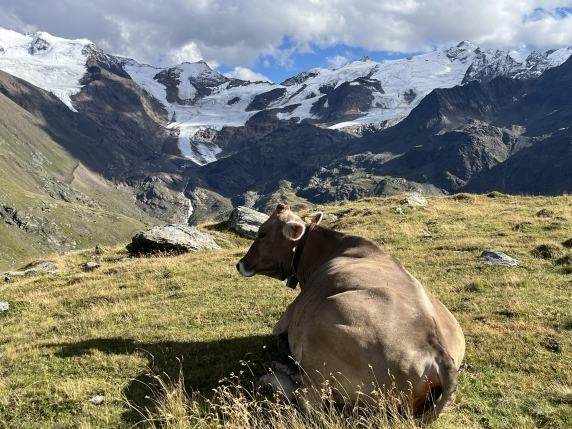 I ghiacciai della Grande Guerra battono in ritirata: ai Forni persi 400 metri in 8 anni e lo spessore pari a un grattacielo di 20 piani