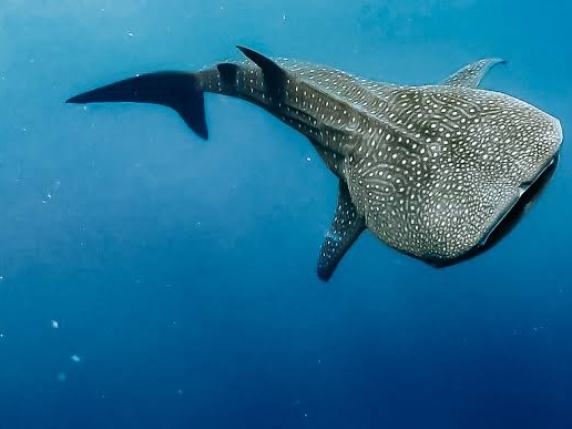 Oltre 100 persone in acqua per uno squalo balena: nell'Atollo Ari Sud il futuro del turismo passa dalla sua protezione