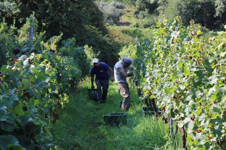 Viticoltori soddisfatti . Buona la raccolta tra i filari: "Il prodotto è di qualità"