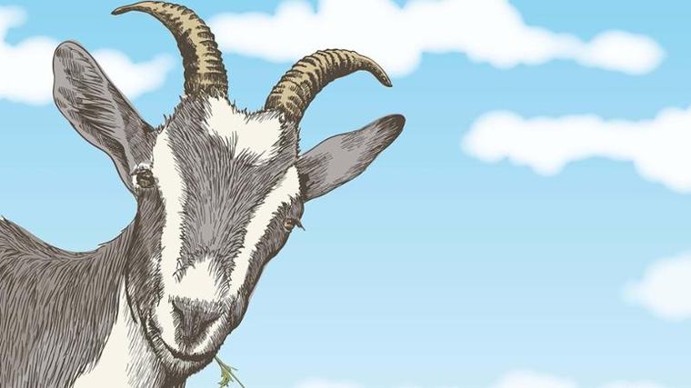 La capra, intelligenza selvatica e ribelle che ispirò Zavattini, Calvino e Saba