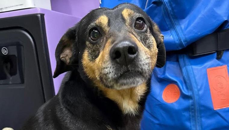 Inseguì l’ambulanza del suo proprietario, il cane Diego abbandonato da chi l’ha preso in affido