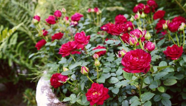 Formiche nei vasi di rose, come eliminarle senza rovinare la pianta