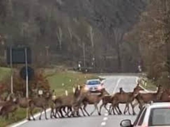 Cervi e strade bellunesi: così il corridoio faunistico proteggerà gli animali e ridurrà gli incidenti stradali