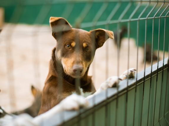 La Giornata mondiale del cane è tutti i giorni, la nostra guida alle adozioni responsabili. Cosa sapere e gli errori da non fare