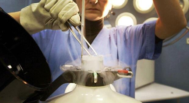 Embrione ?sbagliato?: nella cartella clinica le possibili negligenze