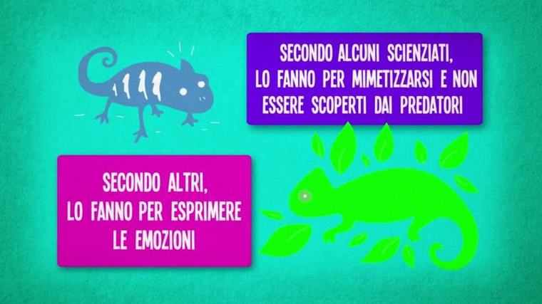 Perché i camaleonti cambiano colore?