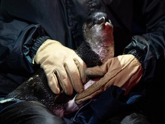 Emergenza influenza aviaria in Australia: scatta il piano di vaccinazione per 5.000 pinguini minori blu