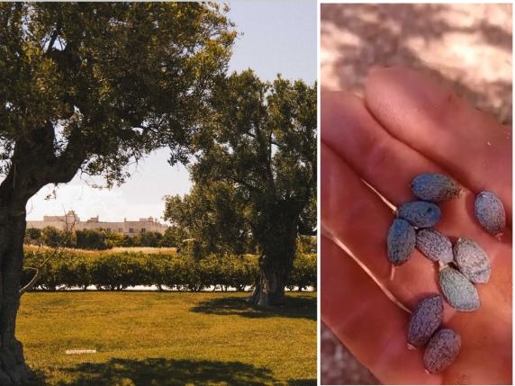 Puglia, il caldo record e la siccità fanno rimpicciolire le olive. L'allarme degli agricoltori