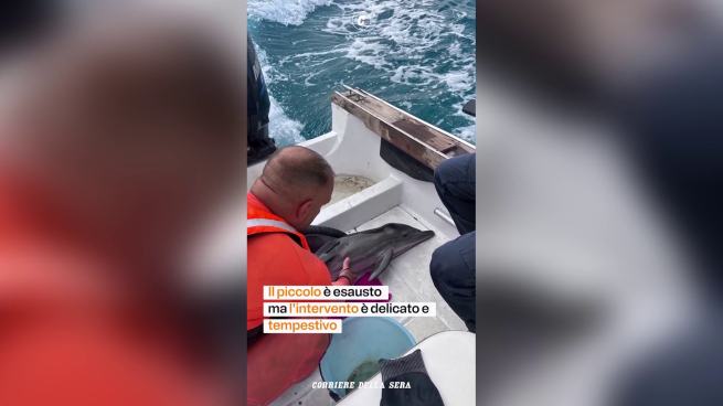 Terrasini, cucciolo di delfino in difficoltà: il salvataggio della Guardia Costiera