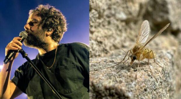 Toscana virus, cos'è l'infezione (che ha contratto Tommaso Paradiso). Pregliasco: «Non sottovalutarla, può provocare meningite»