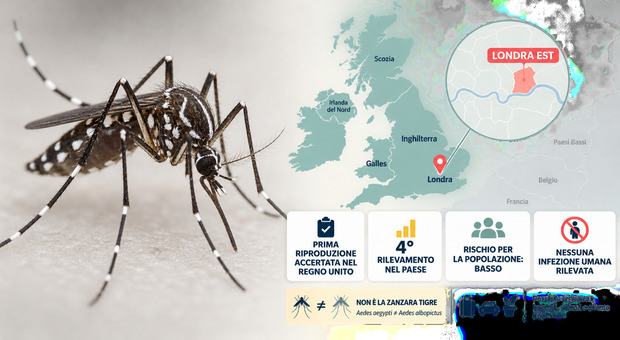 La zanzara tropicale (quella della dengue) arriva a Londra: primo caso, effetto caldo estremo