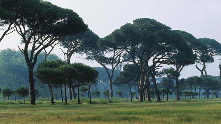Un parassita minaccia le pinete di D’Annunzio: “Deve intervenire il governo”