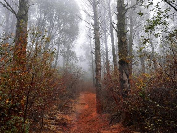 Dopo il fuoco, i germogli: al mudaC di Carrara, nelle fotografie di Stefano Cerio la natura torna a crescere tra gli alberi bruciati di Sicilia e Sardegna