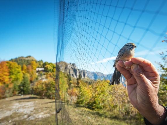 Dalle Alpi all’Africa, il viaggio degli uccelli migratori. In Val di Ledro trent'anni di monitoraggio: «Il riscaldamento globale sta cambiando le loro abitudini»