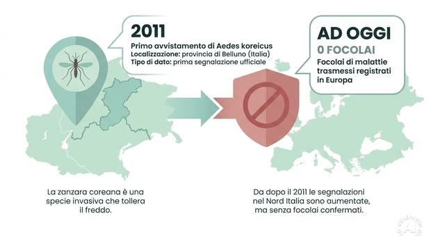 Cos'è la zanzara coreana, la specie che sopporta anche il freddo. Quali malattie trasmette e dove si trova