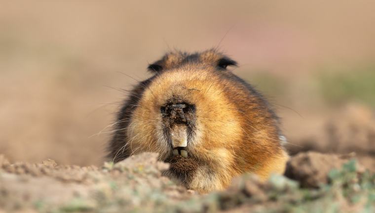 Ha i dentoni e gli occhi sulla testa: è assurdo, esiste davvero
