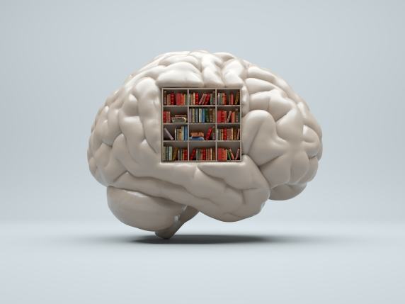 Il cervello sceglie cosa ricordare, prima ancora di dormire (e ci mette anche un «segnalibro»)